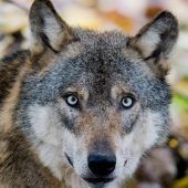 Was der Wolf am liebsten frisst