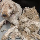 Fünf völlig verwahrloste Tiere gerettet