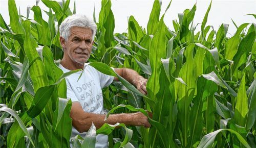 Ausflug ins Grüne: Die Maispflanzen von Landwirt Ludwig Wörndl gedeihen prächtig. Anders sieht‘s beim Getreide aus. Hier rechnen die Landwirte aufgrund der Trockenheit mit deutlichen Einbußen. Foto Ammelburger