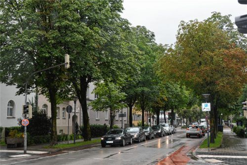 Baumallee wird nicht für einen Radweg geopfert