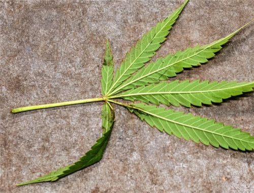 Blatt einer Cannabispflanze: Aus ihren Fasern, Samen, Blättern und Blüten können zahlreiche legale Produkte hergestellt werden. Über sie will der Hanfladen in Rosenheim auf den Nutzen der Pflanze hinweisen. Foto DPA,