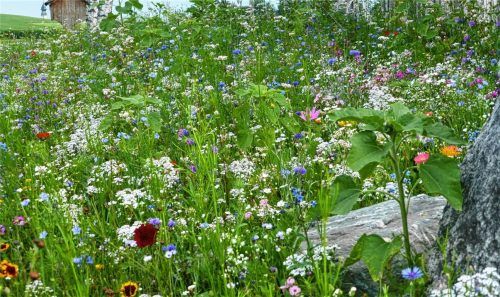Blühstreifen: Jeden Morgen eine Augenweide