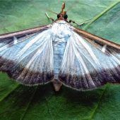 „Buchsbaumzünsler“: Horror für Gartenbesitzer