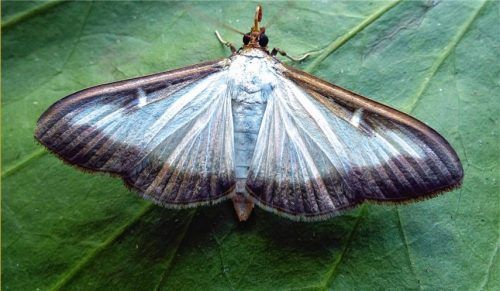 „Buchsbaumzünsler“: Horror für Gartenbesitzer
