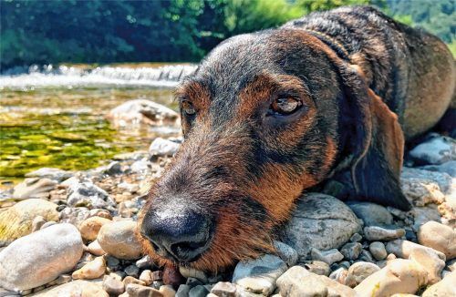 Dackel Wichtel verbringt die Hundstage an der Prien