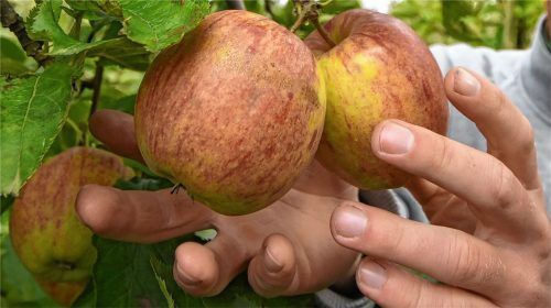 Der Erhalt möglichst vieler heimischer Apfelsorten ist Bestandteil des Projekts, für das der Umweltausschuss jetzt grünes Licht gab.Foto dpa