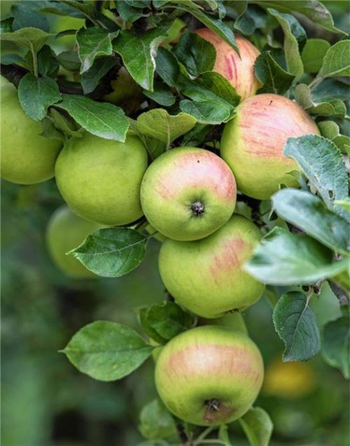Die Erfassung und der Erhalt regionaler Obstsorten ist Ziel des Biodiversitätsprojektes, dem der Kreisausschuss jetzt zustimmte. Das Projekt beschränkt sich nicht nur auf Äpfel.Foto dpa