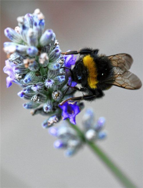 Eine dicke Hummel sucht bei einer Lavendelblüte nach Nektar.Foto dpa
