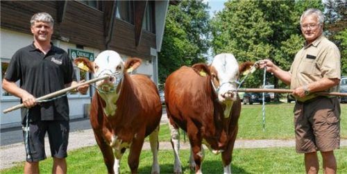 Franz und Anton Hasholzner mit zwei von ihnen gezüchteten Stieren, die beim jüngsten Viehmarkt an bayerische Besamungsstationen gingen. re