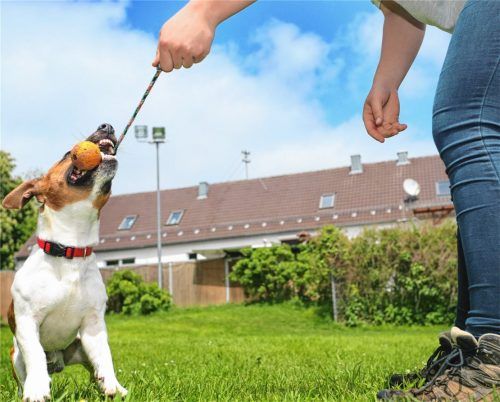 Für Fiffi  bleibt die Hundesteuer in Eggstätt auch nach der Satzungsänderung gleich. Für Kampfhunde müssen die Hundehalter jedoch ab dem 1. Januar 2019 höhere Hundesteuer zahlen.Foto  dpa