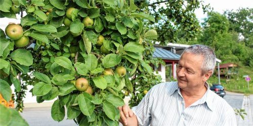 In diesem Jahr hängen die Obstbäume voller Früchte. So erwartet ORO-Geschäftsführer Joachim Wiesböck eine sehr gute Ernte.Foto steffenhagen