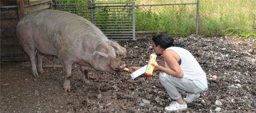 Schwein Rossi ernährt sich vorwiegend gesund. Aber ab und zu gibt es trotzdem Kekse von der Tierheimleiterin Johanna Halisch.Foto Heise