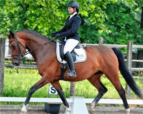 Sommerturnier beim Reit- und Fahrverein