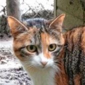 Schwer verletzt ins Tierheim