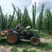 Hopfenbauern halten durch