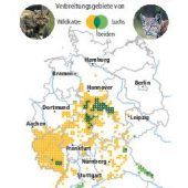 Mehr Schutz für Wildkatze und Luchs