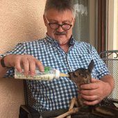 Plötzlich Rehkitz-Papa