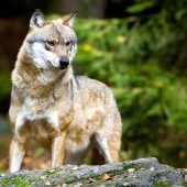 Tote Kälber im Allgäu: Es war ein Wolf