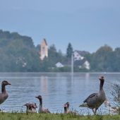 Unwillkommene Badegäste