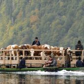 Tierische Tradition