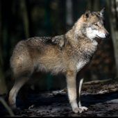 Attacke gegen den „Aktionsplan Wolf“
