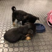 Welpen sichergestellt