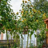 Sonnenblumen überschreiten die Vier-Meter-Marke