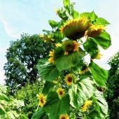 Ein Sommer der Sonnenblumen