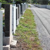 Alter Friedhof: Lebensbaum wird nachgepflanzt