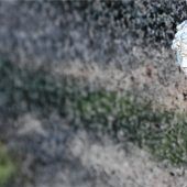 Engerl im Anflug auf dem Alten Friedhof