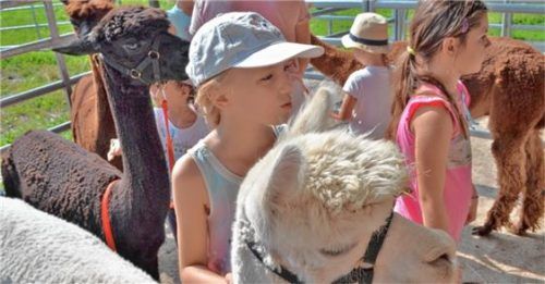 Auf Tuchfühlung mit Alpakas