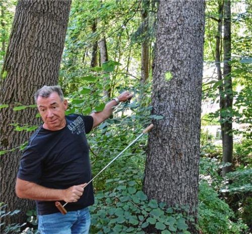 Baumexperte Markus König hat den grünen Kreis gesetzt. Dieser Baum fällt im Herbst.