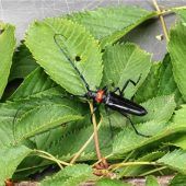 Obstbaum-Schädling fliegt wieder