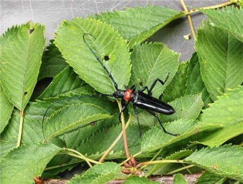 Die Käfer sind bis zu vier Zentimeter groß, haben einen schwarzen, lackartig glänzenden Körper und einen roten Halsschild. Bis in den Herbst können bei warmer Witterung noch Käfer gefunden werden. Foto re