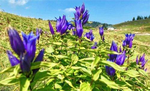 Der Berg blüht in Blau