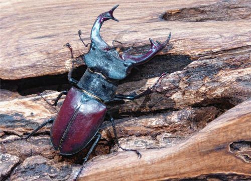Der Hirschkäfer wurde im Jahr 2012 zum Insekt des Jahres gewählt.Foto Hoheneder