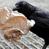 Rabenvögel sind Nesträuber