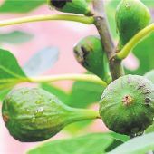 So kann man Feigen leicht selbst züchten