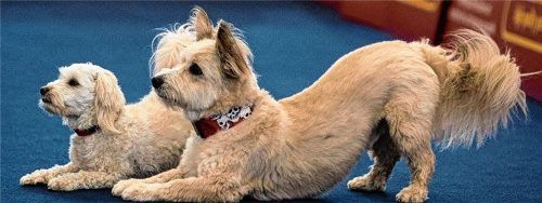 Gemeinsamer „Diener“ von Sascha (Vordergrund) und Kimba, der Pudelmix-Dame. Fotos  Borghoff