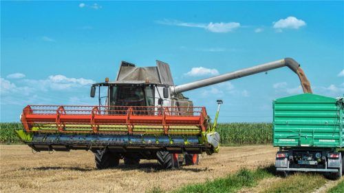Getreideernte in Garching: In der Region sind noch keine Ernteausfälle zu befürchten, trotzdem befassen sich Bäcker, Brauereien und andere Getreideverarbeiter mit dem Fall der Fälle.Foto  dpa