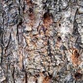 <p>Typische Ausbohrlöcher an einem befallenen Baumstamm. Fotos Hampel/Lfl</p>