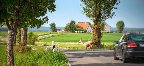 Im Spätsommer ist mit vermehrtem Wildwechsel zu rechnen.