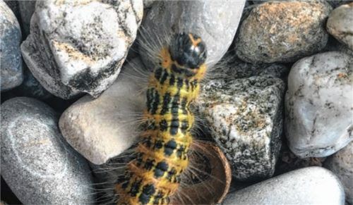Markantester Unterschied: Anders als die Raupen des Eichenprozessionsspinners tragen die Raupen des Mondvogels ein gelbes „V“ oder „Y“ auf dem Kopf. Foto re