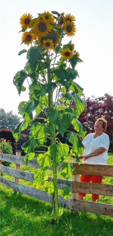 Prächtiger Blickfang mit vielen Blüten