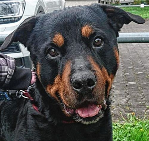 Rottweiler-Rüde Ciko (12) sucht ein neues, schönes Zuhause.