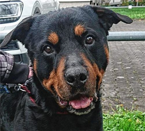 Rottweiler-Rüde Ciko (12) sucht ein neues, schönes Zuhause.