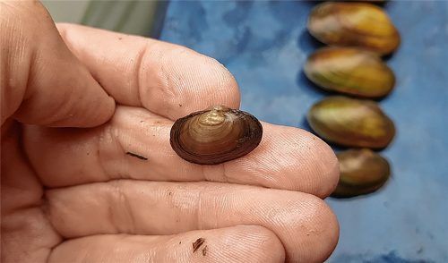 So groß wie die Kuppe eines kleinen Fingers: Diese Bachmuschel ist dennoch großartig, so die Naturschützer.