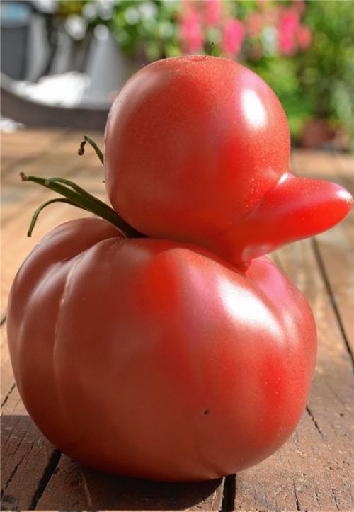 Tomate mit Entenschnabel