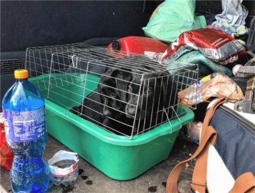 Trauriger Fund: Zwei Labradorwelpen wurden bei der Untersuchung eines Autos gefunden. Fotos Kaiser
