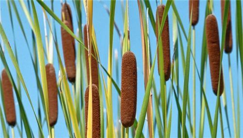 Typha angustifolia, den meisten besser bekannt als der schmalblättrige Rohrkolben kann neben anderen Pflanzenarten, die moorig-feuchte Untergründe bevorzugen, in den Wasserbecken der Ökologischen Abteilung in München bewundert werden.

Foto Dr. Ehrentraud Bayer, Botanischer Garten München-Nymphenburg
